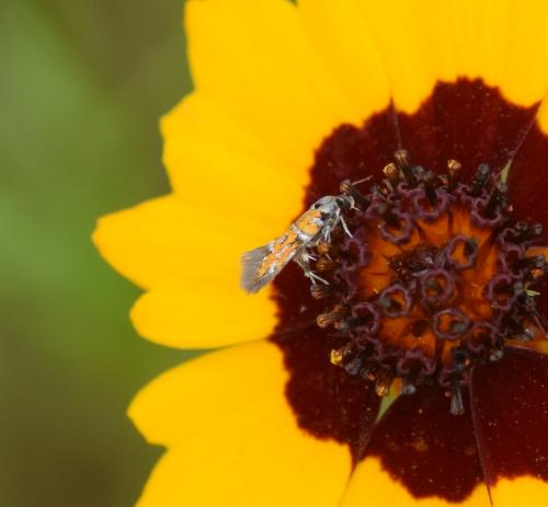 Réf. 187 088 : Chrysoesthia drurella